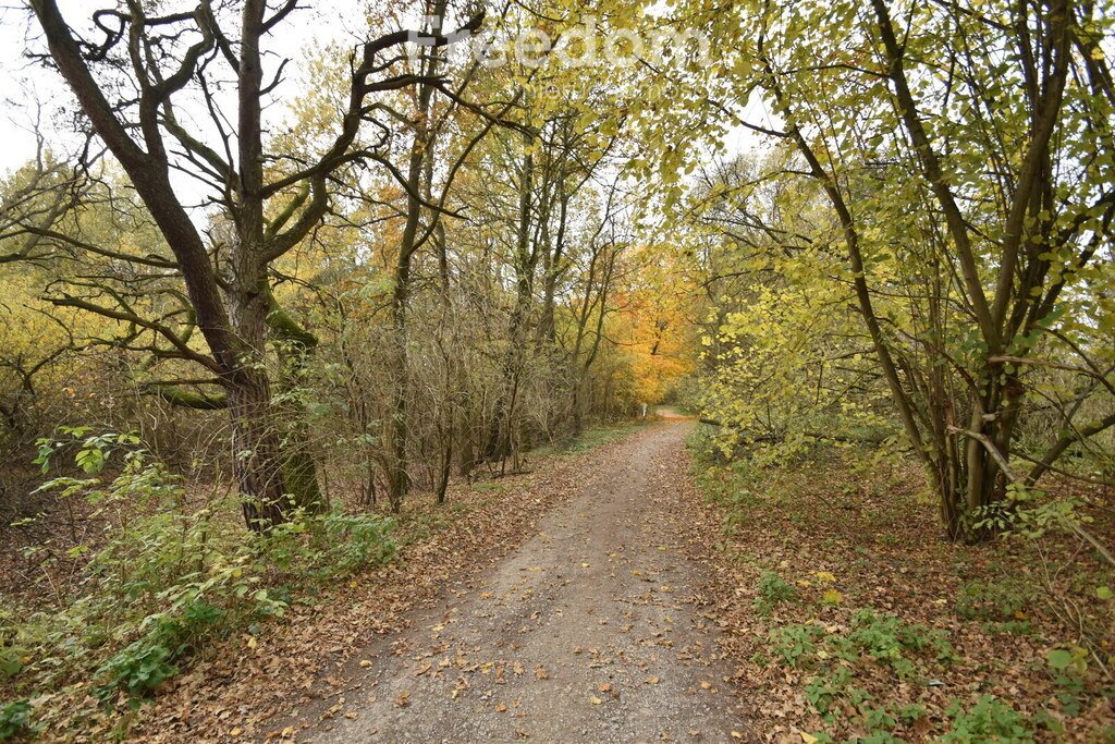 Działka leśna na sprzedaż Pilchowice  27 300m2 Foto 1