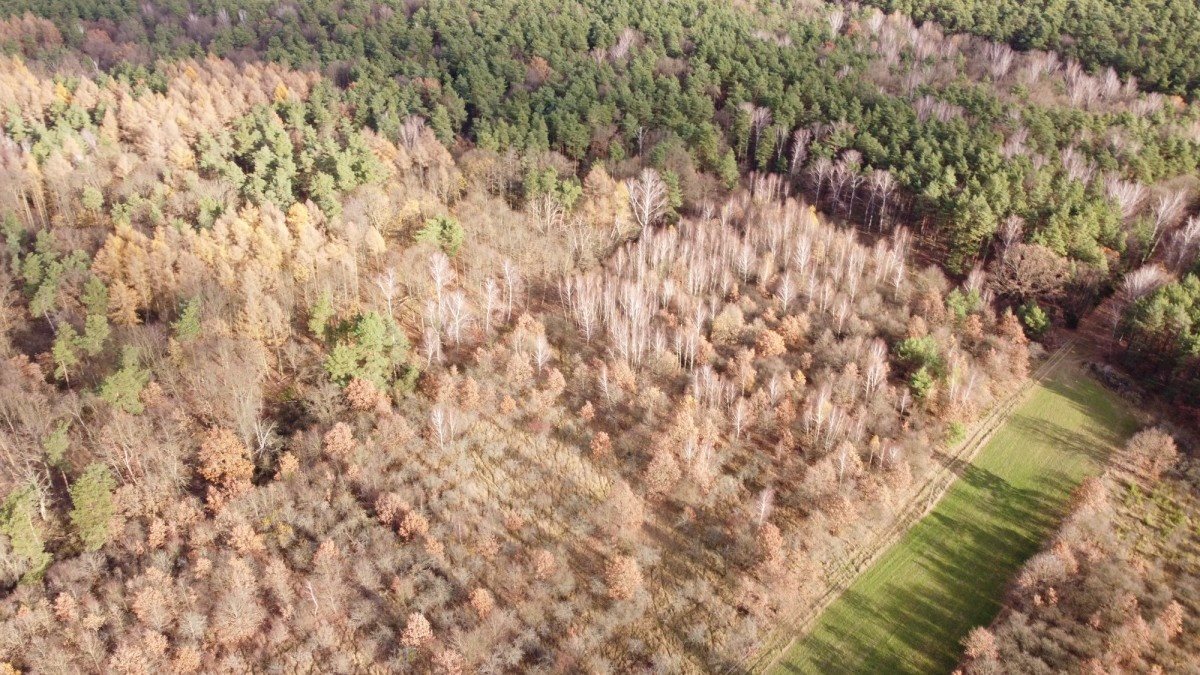 Działka budowlana na sprzedaż Kruszyn  3 004m2 Foto 4