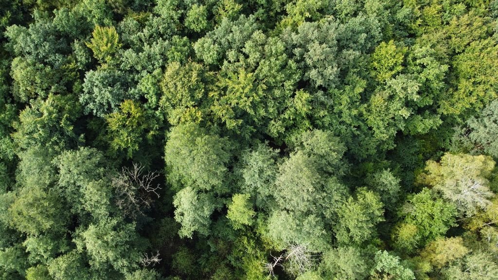 Działka leśna na sprzedaż Cieplice  27 000m2 Foto 2