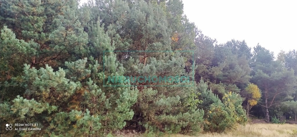 Działka 13 000 m² z sosnami, pod zabudowę, blisko Warszawy Radziejowice  13 000m2 Foto 1