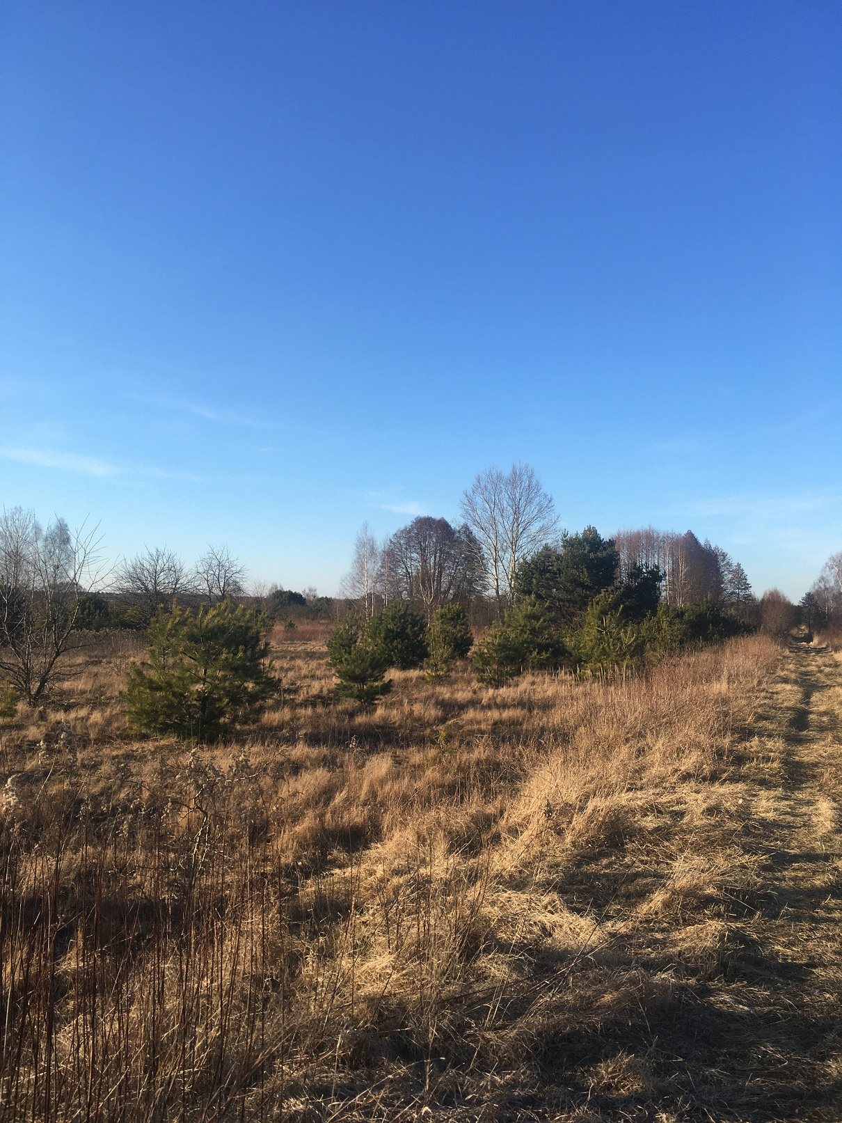 Do sprzedania działka 3421 m² pod zabudowę w Wojcieszynie Wojcieszyn, Trakt Królewski  3 421m2 Foto 1