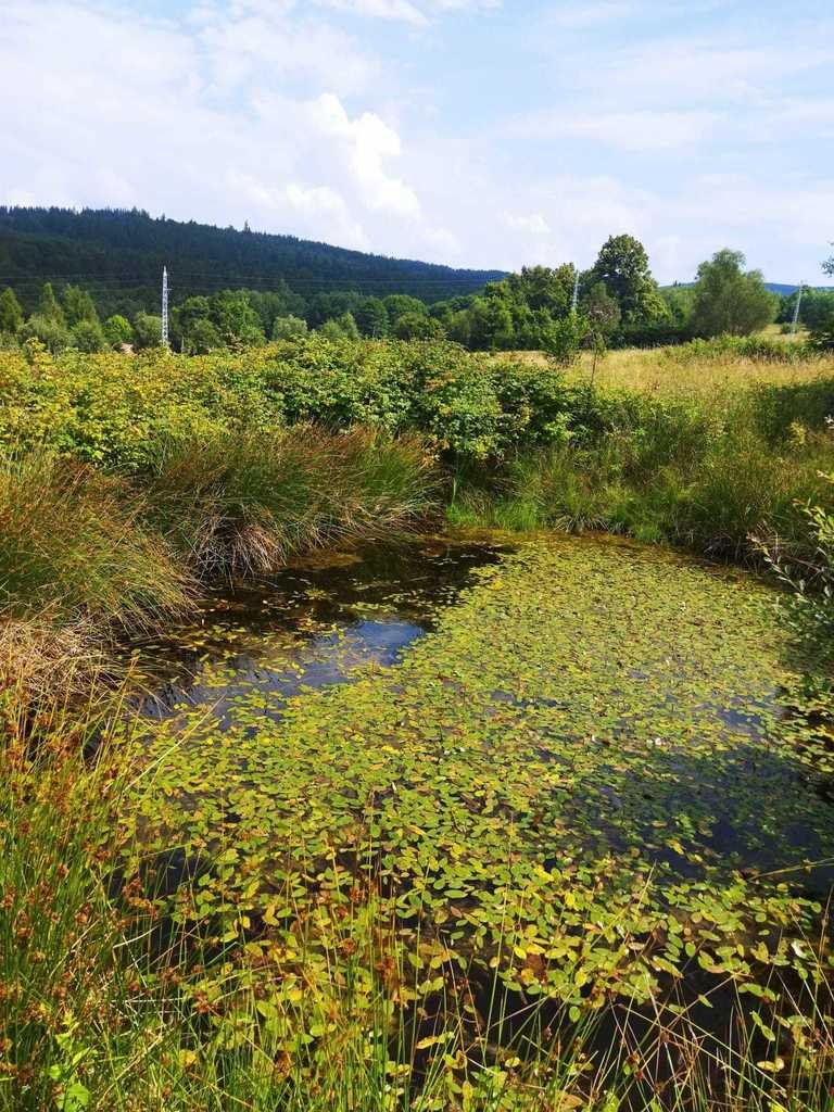 Działka inna na sprzedaż Walim  22 085m2 Foto 5