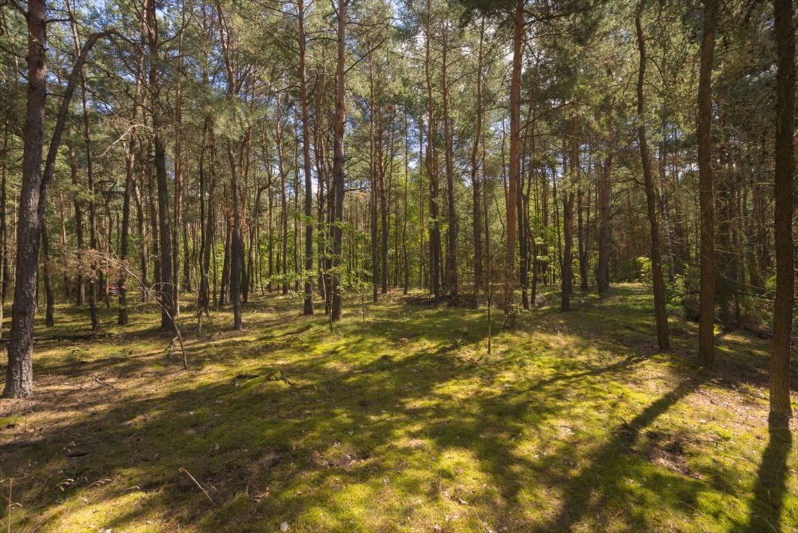 Działka leśna na sprzedaż Ossolin  2 000m2 Foto 9