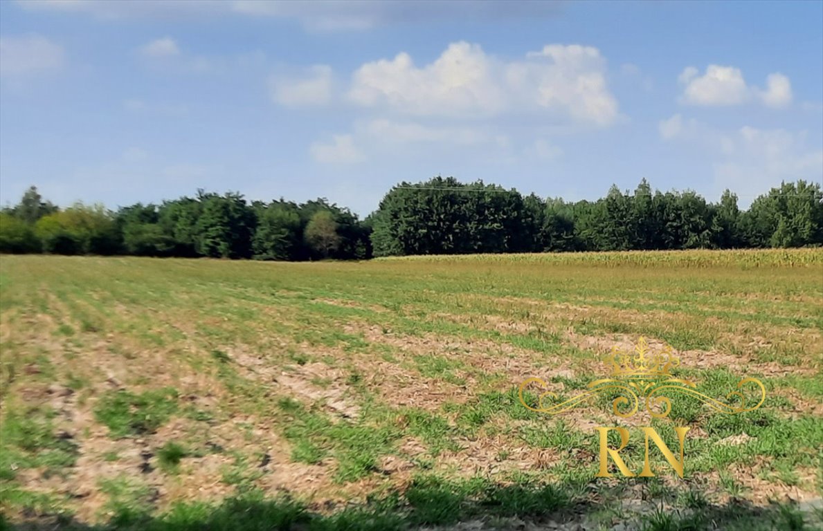 Działka rolna na sprzedaż Rudno  10 400m2 Foto 3