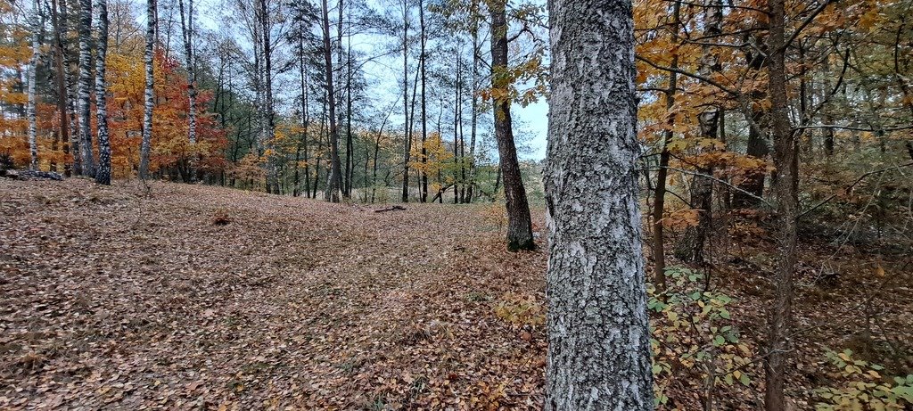 Działka leśna z prawem budowy na sprzedaż Piasutno  40 050m2 Foto 10