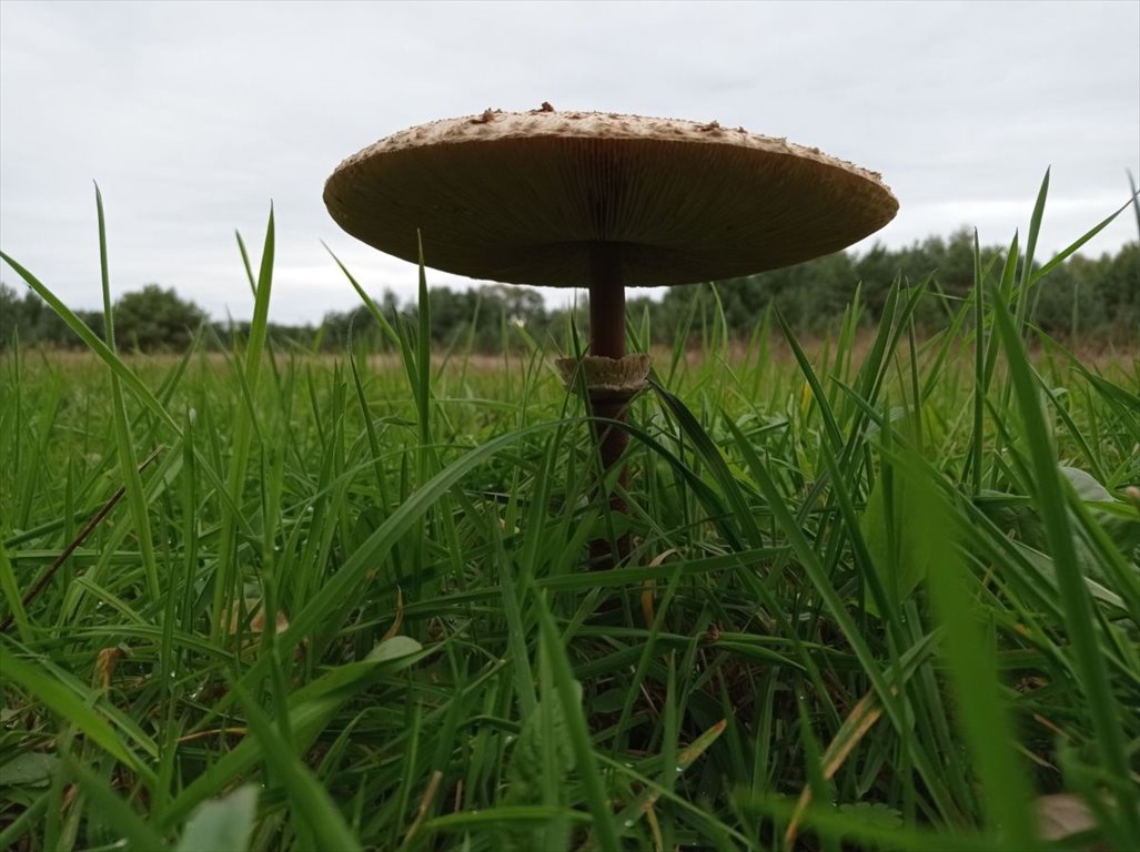 Działka 3167 m² z mediami i możliwością dokupu (Koźle) Koźle  3 153m2 Foto 1