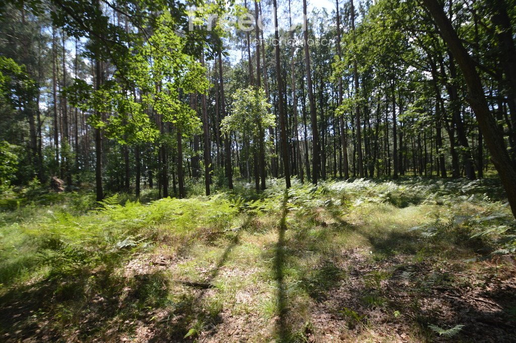 Działka leśna na sprzedaż Ochodze  10 160m2 Foto 10