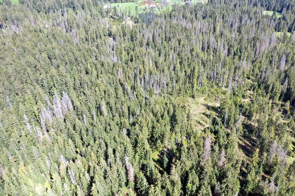 Działka leśna na sprzedaż Zakopane  2 331m2 Foto 2