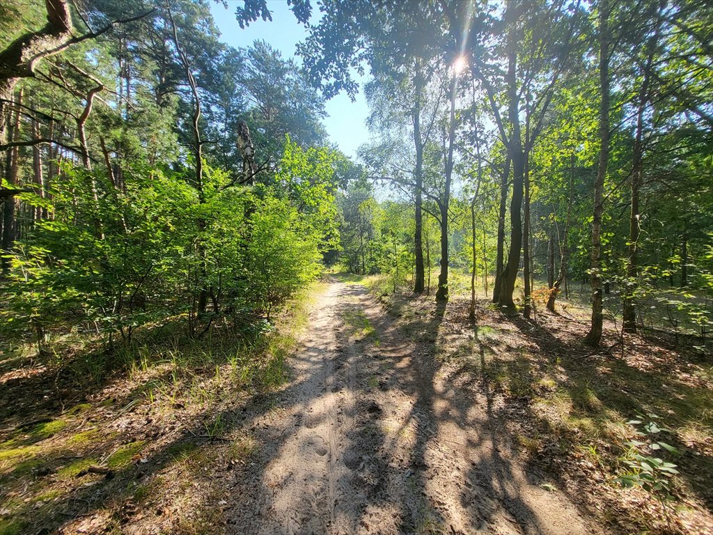 Działka leśna na sprzedaż Borzęcin Duży  3 300m2 Foto 2