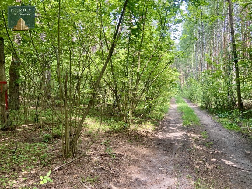 Działka leśna na sprzedaż Orla  3 400m2 Foto 4