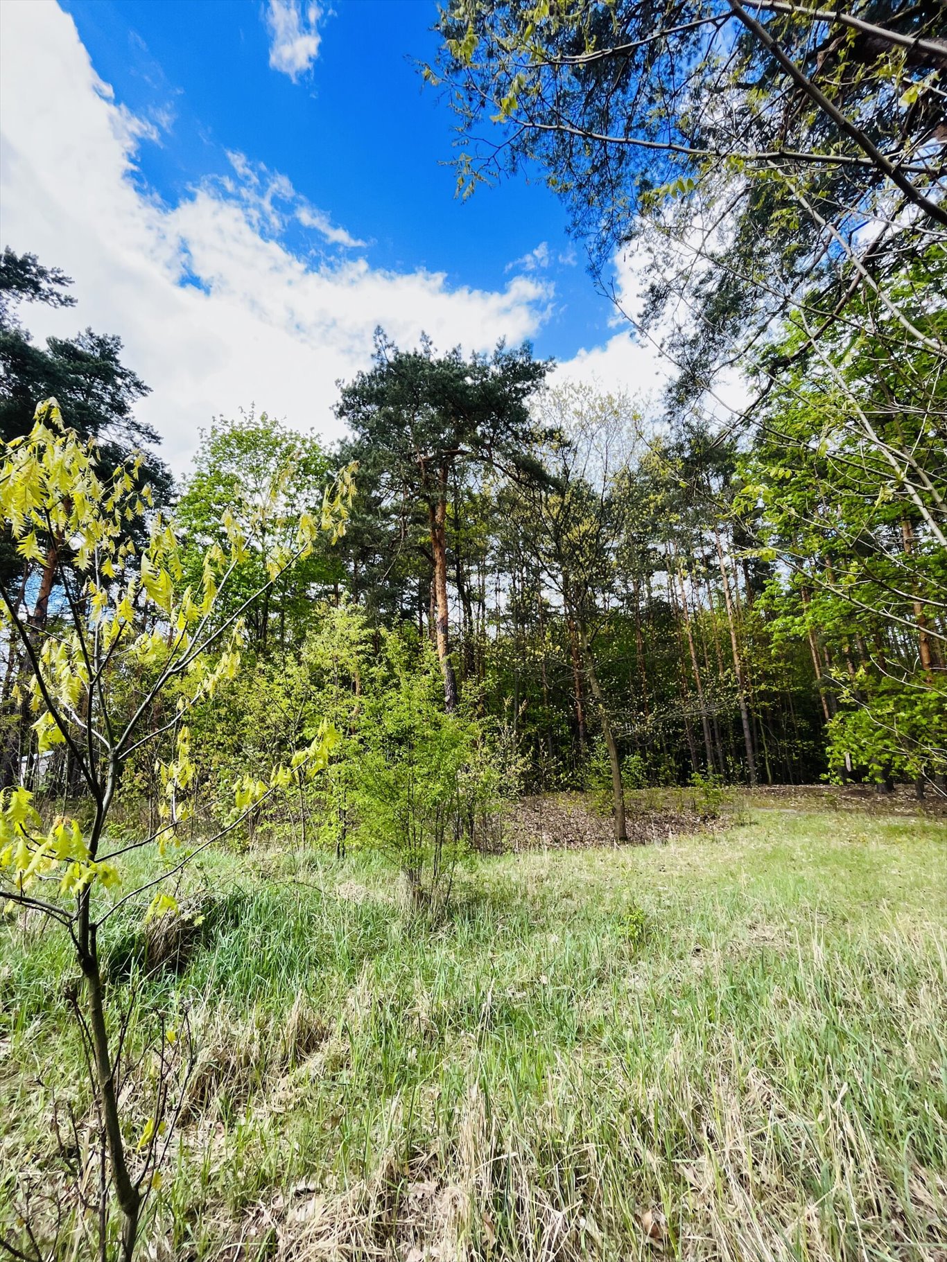 Działka inna na sprzedaż Wołomin, Orzechowa  2 000m2 Foto 11