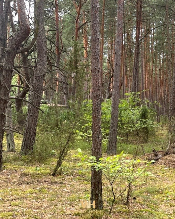 Działka budowlana na sprzedaż Somianka  3 509m2 Foto 5