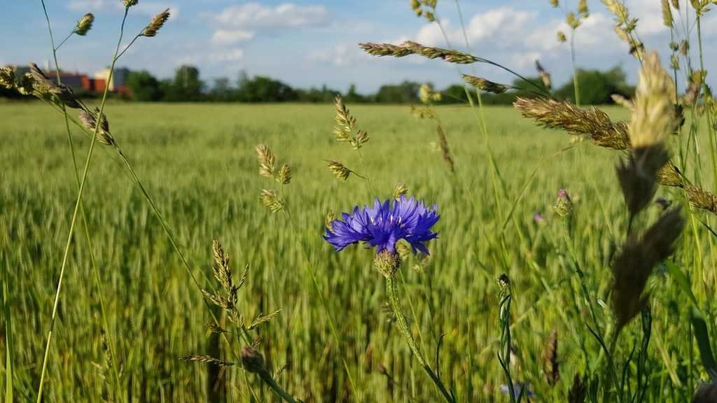 Działka inna na sprzedaż Łagiewniki, Jaźwina  3 000m2 Foto 3