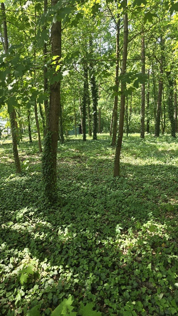 Działka budowlana na sprzedaż Podkowa Leśna, Jana Pawła II  2 182m2 Foto 10