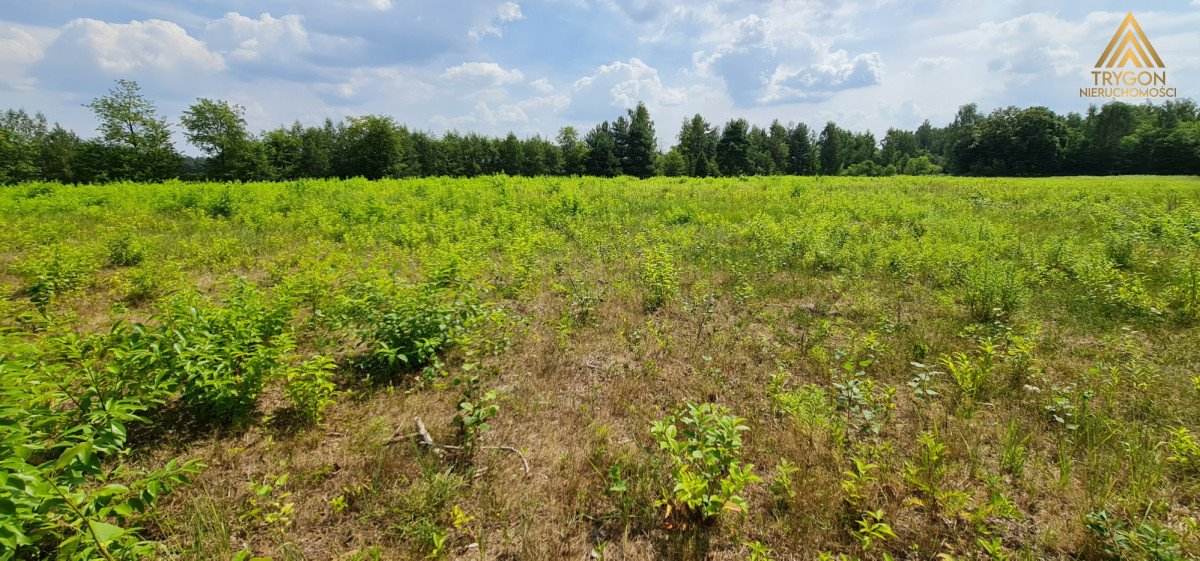 Działka rolna na sprzedaż Gąba  17 400m2 Foto 6