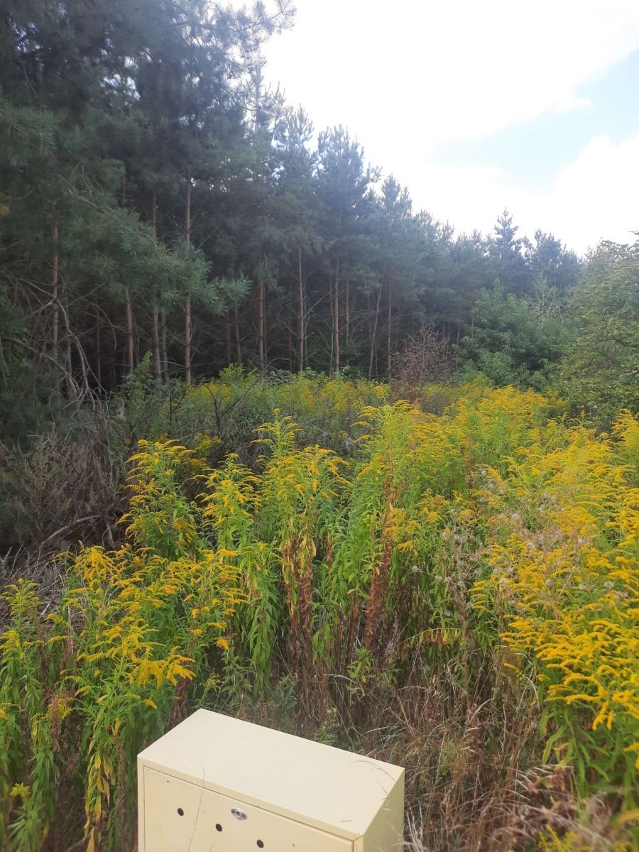 Działka 1620 m² z lasem, media, plan zagospodarowania Kamionki  1 620m2 Foto 1