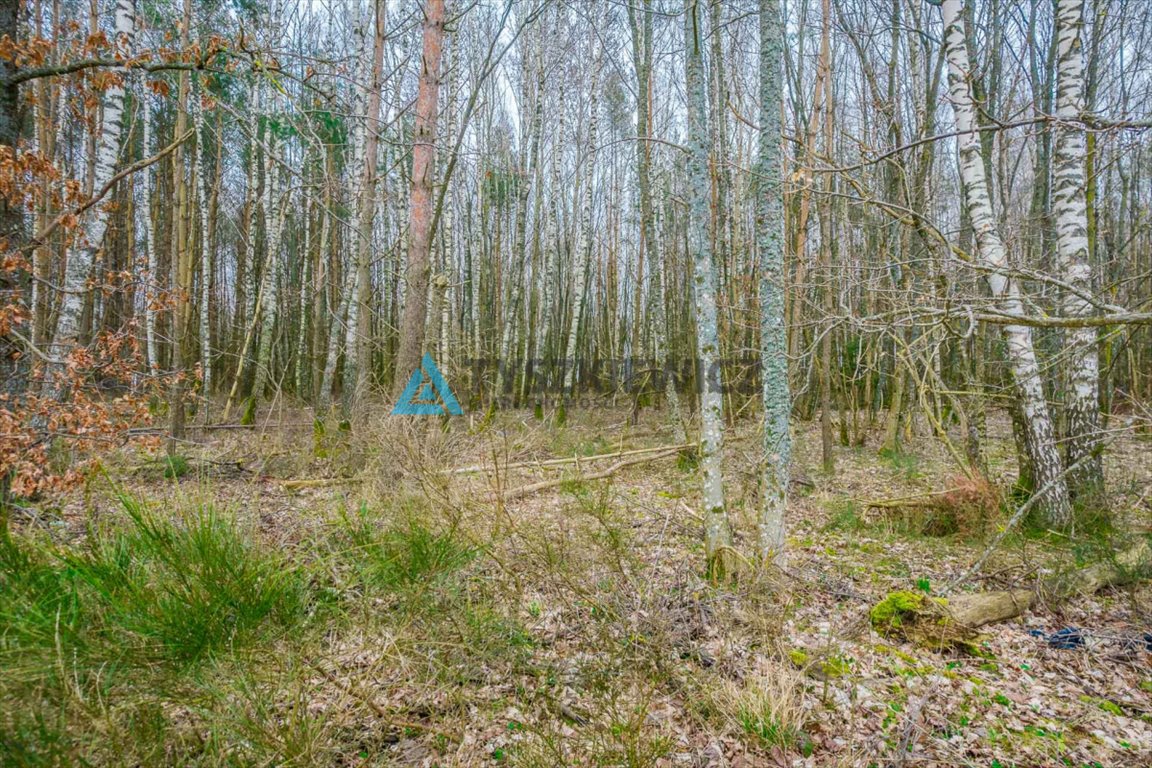 Działka budowlana na sprzedaż Głobino  6 400m2 Foto 10