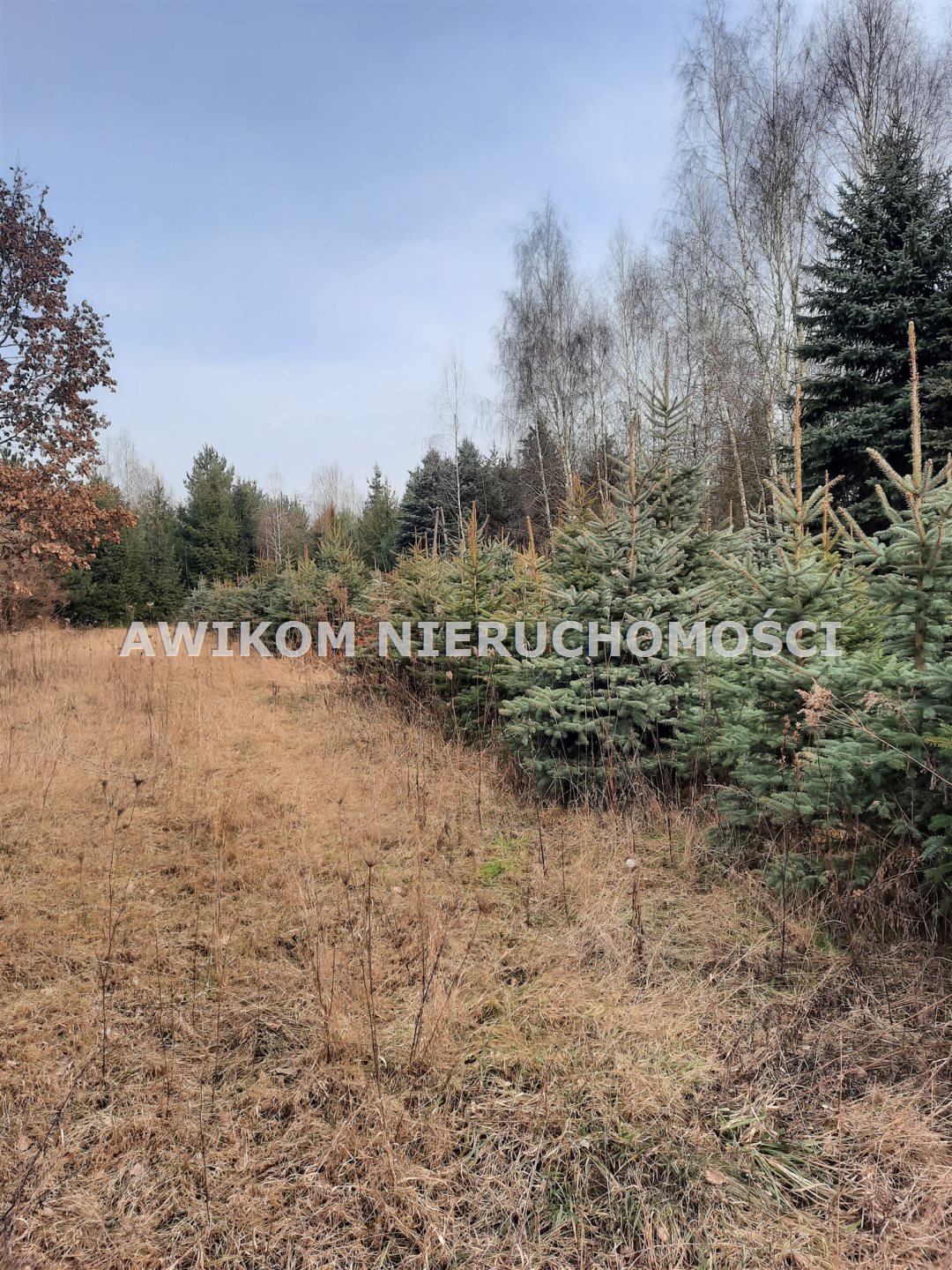 Działka 43 467 m² z planem zagospodarowania w Powązkach Powązki  43 467m2 Foto 1