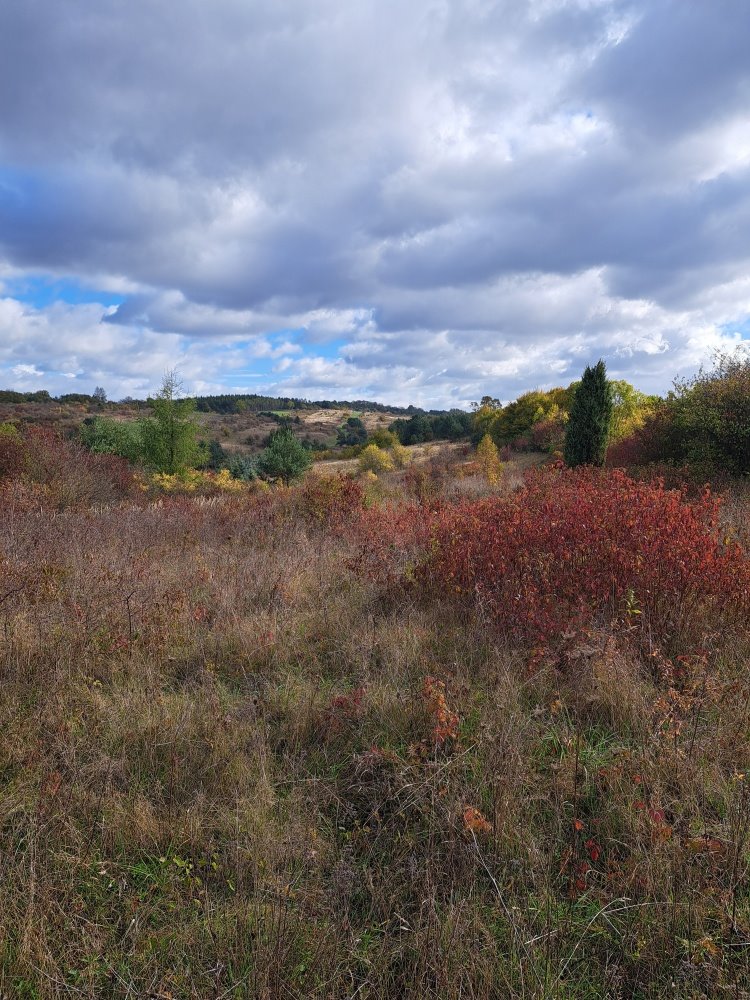 Działka budowlana na sprzedaż Kolbark, Kolbark, Grabowa  2 000m2 Foto 2