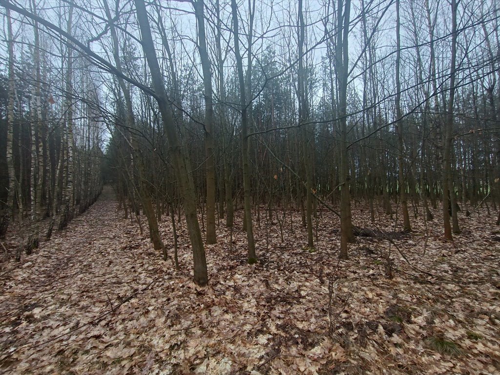 Działka leśna na sprzedaż Gorzakiew  27 000m2 Foto 13