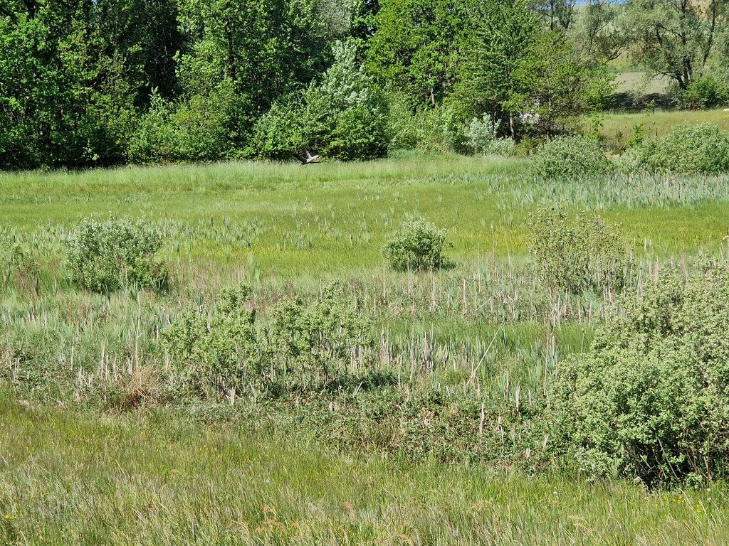 Działka budowlana na sprzedaż Szarłata, Spadzista  15 977m2 Foto 10