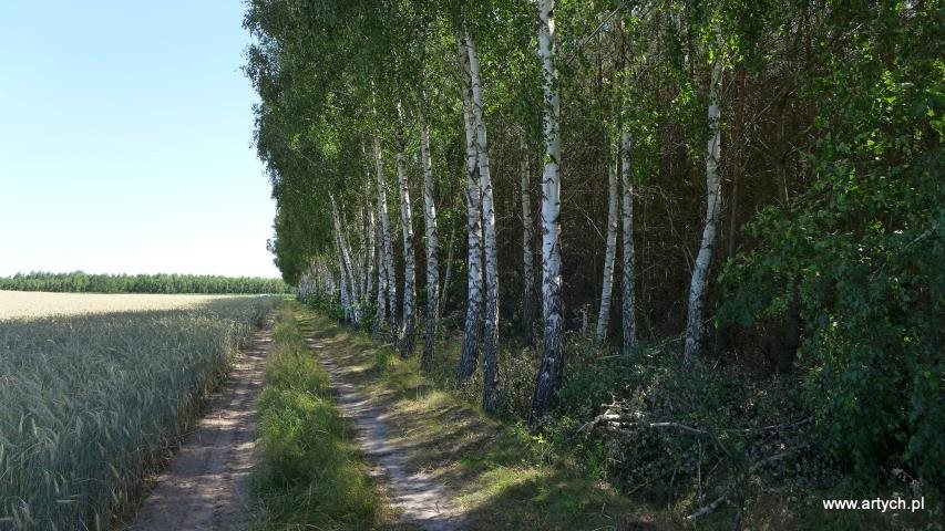 Działka leśna 2,2 ha z księgą wieczystą w Teofilówce Teofilówka  22 000m2 Foto 1