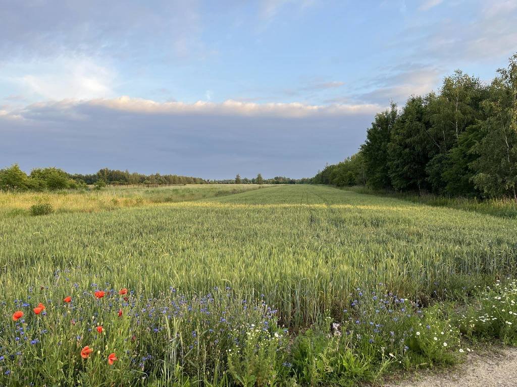 Działka budowlana na sprzedaż Cybulice  12 111m2 Foto 3