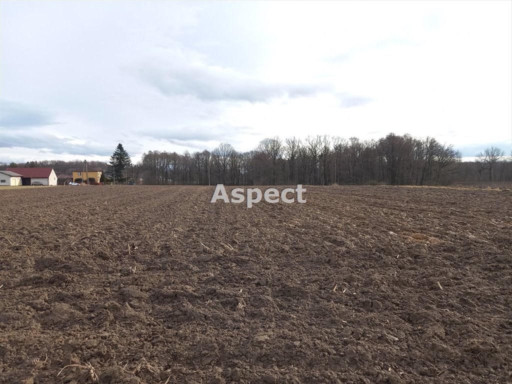 Działka rolna 18 600 m² z lasem i dojazdem asfaltowym Pielgrzymowice  18 600m2 Foto 1