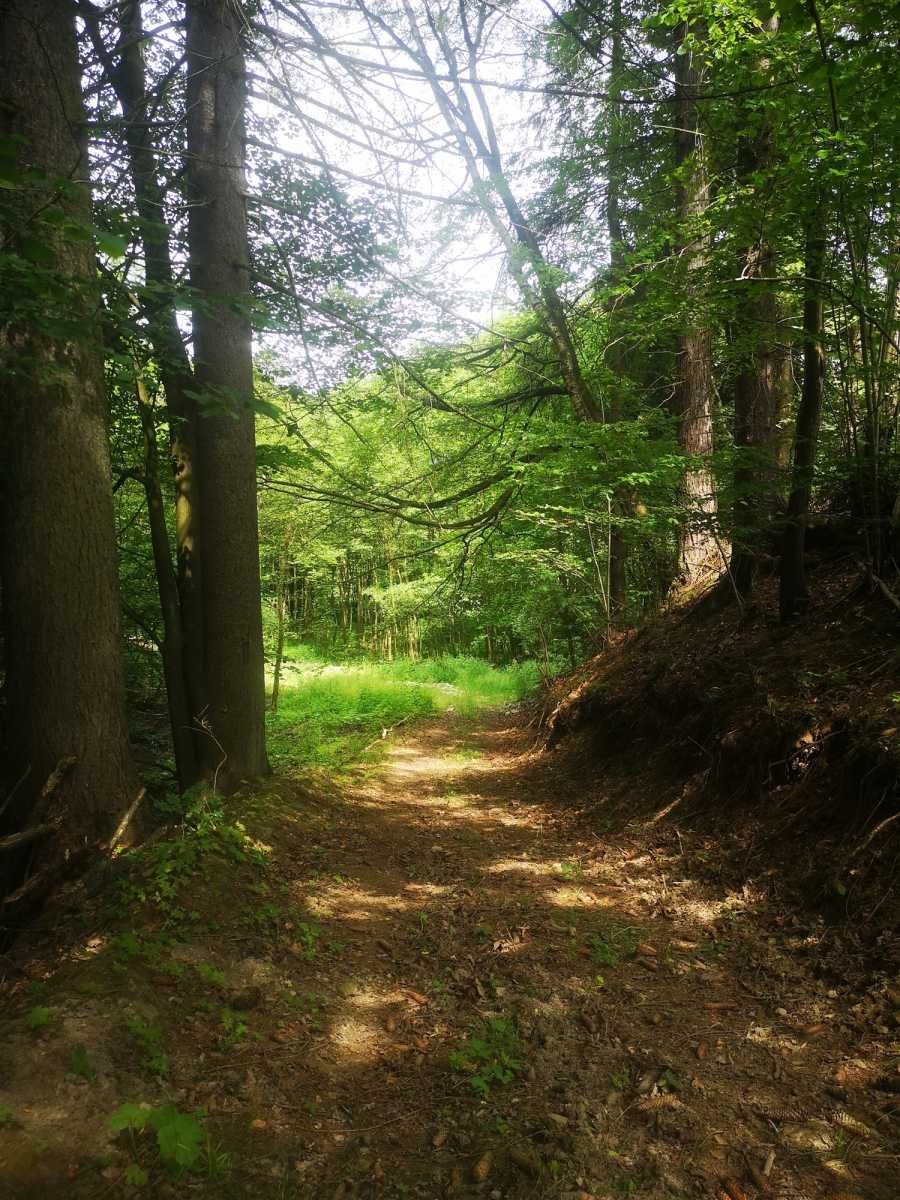 Działka gospodarstwo rolne na sprzedaż Pisary, Pisary  9 900m2 Foto 1