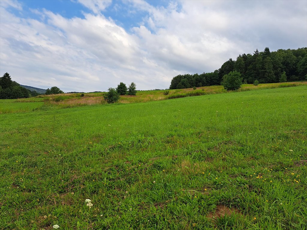 Działka rolna na sprzedaż Pietrusza Wola  5 200m2 Foto 12