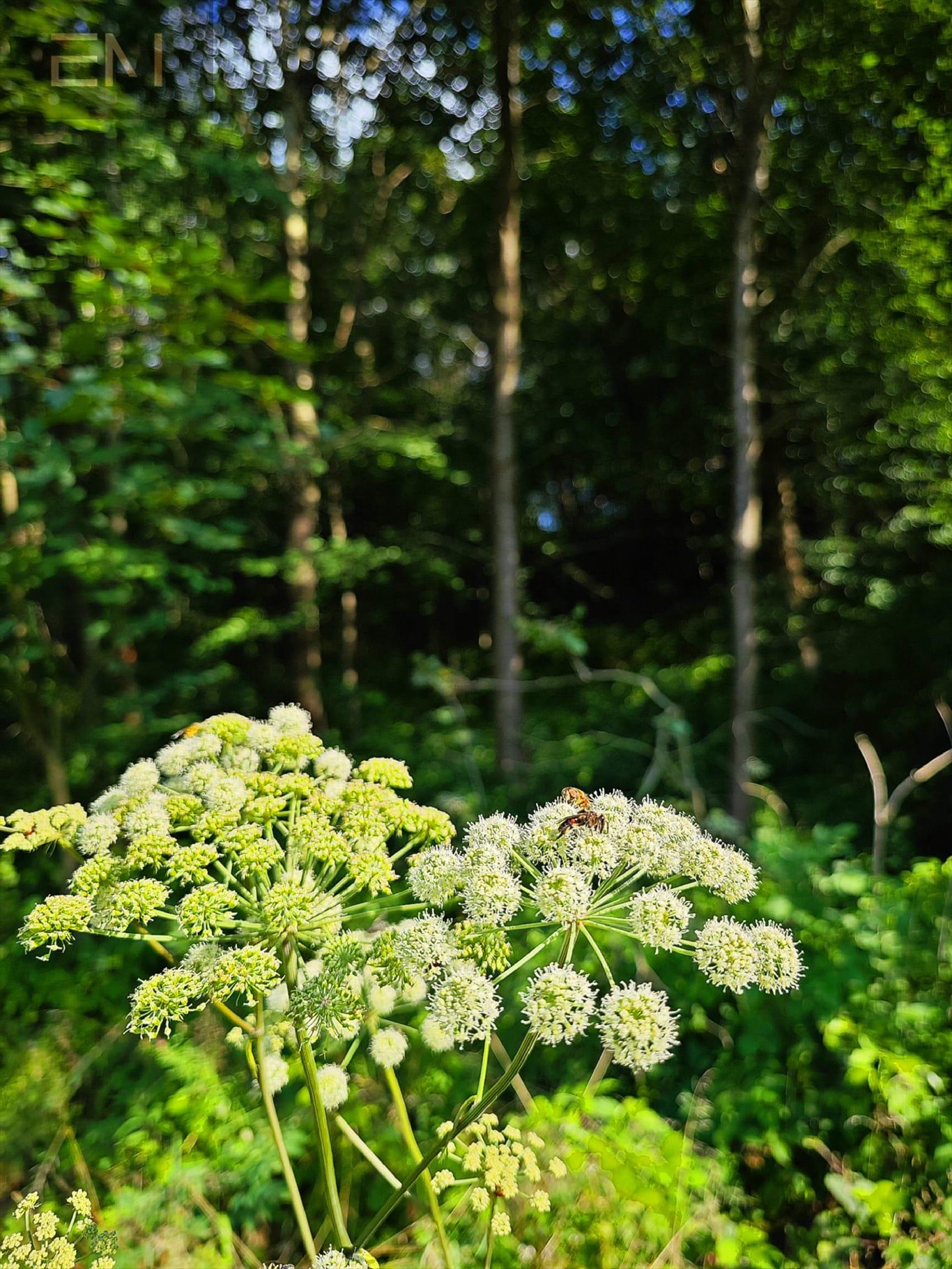 Działka budowlana na sprzedaż Krasna  5 300m2 Foto 10