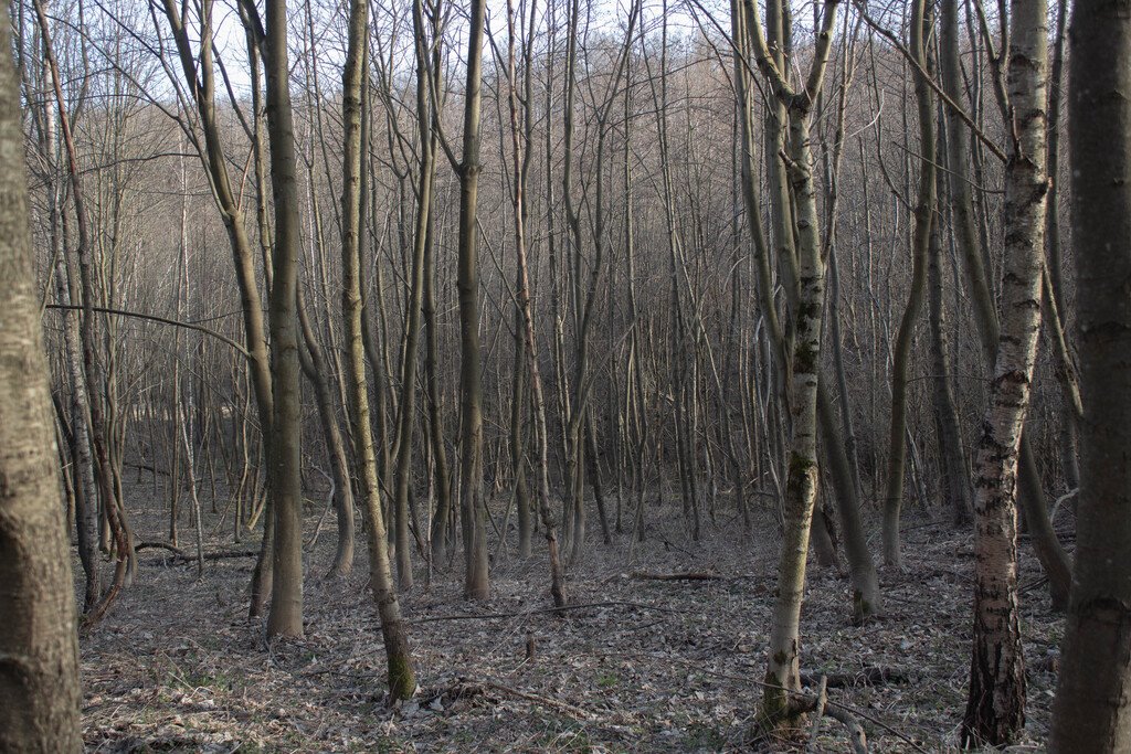 1,54 ha lasu z UPUL | Łopuszka Wielka – Pewna lokata Łopuszka Wielka  15 400m2 Foto 1