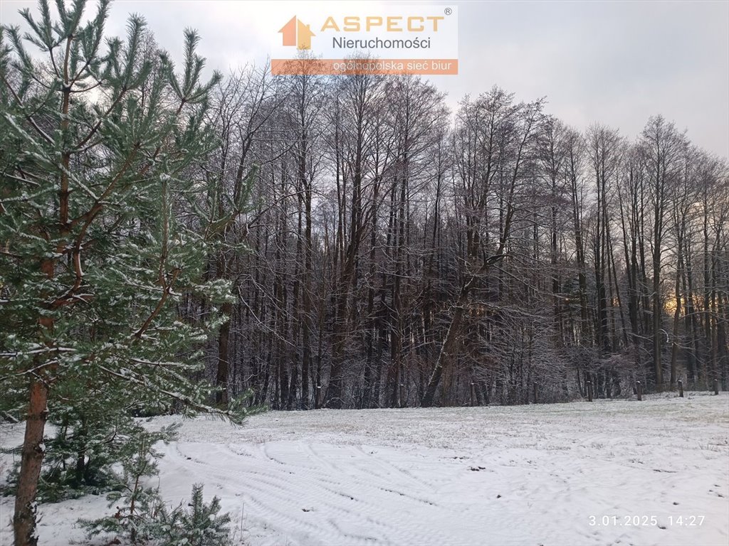 Działka leśna na sprzedaż Nowe Brusno, Nowe Brusno  10 000m2 Foto 4