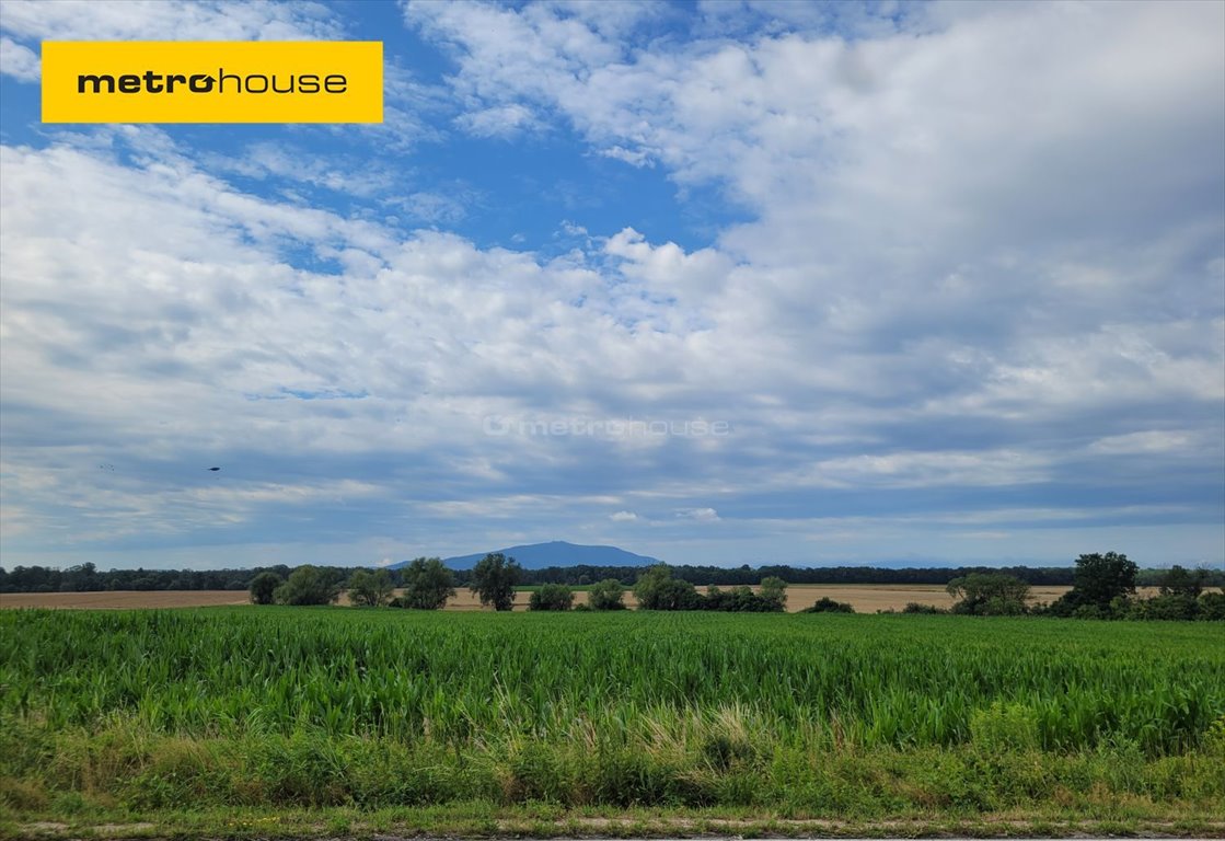 Działka siedliskowa na sprzedaż Piława  1 107m2 Foto 1