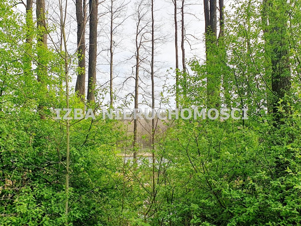 Działka leśna na sprzedaż Grabnik  5 023m2 Foto 6