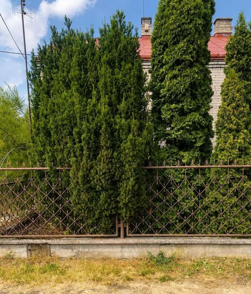 Zdjęcie 3