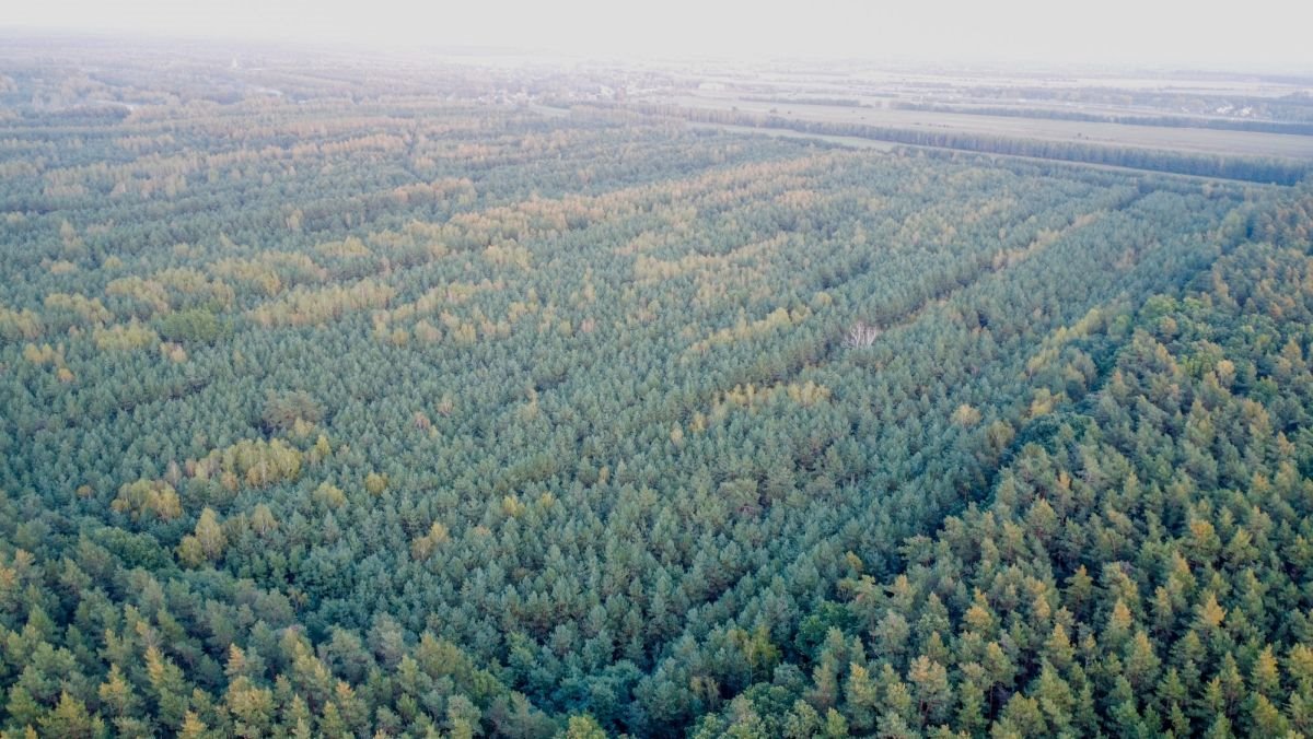 Działka budowlana na sprzedaż Trzcianka  25 988m2 Foto 4