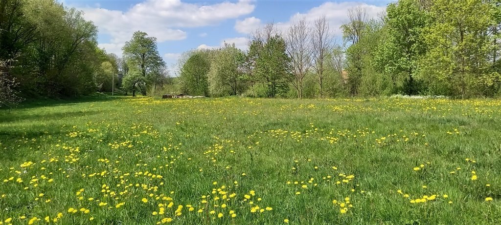 Do sprzedania działka 3900 m² z mediami i zielenią Bolków  3 900m2 Foto 1