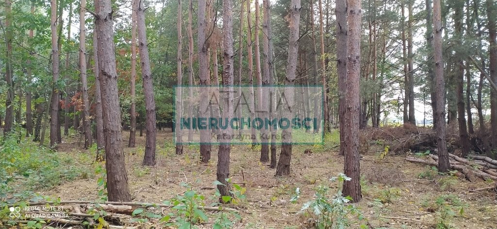 Działka 11 000 m² z sosnami, pod zabudowę, polecam Kuklówka Zarzeczna  11 000m2 Foto 1