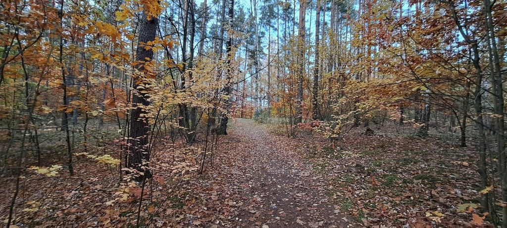 Działka leśna z prawem budowy na sprzedaż Piasutno  40 050m2 Foto 12