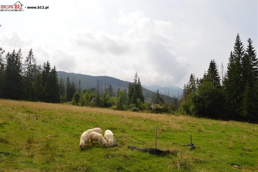 Działka rolna na sprzedaż Zakopane, Cyrhla  2 475m2 Foto 6