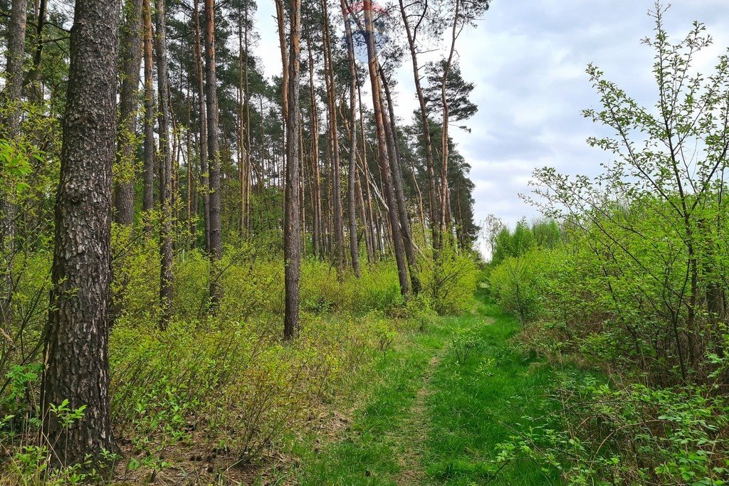 Działka budowlana na sprzedaż Nekielka  2 253m2 Foto 13