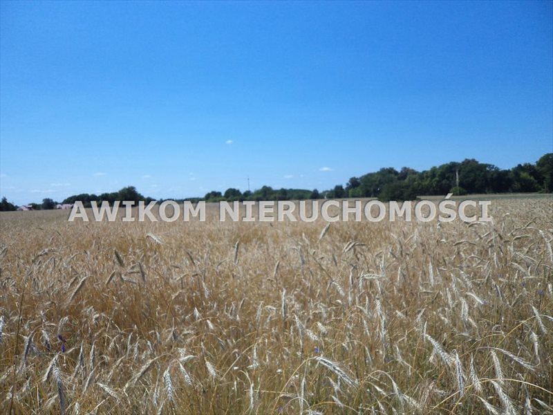 Działka rolna na sprzedaż Żabia Wola, Zaręby  11 700m2 Foto 3