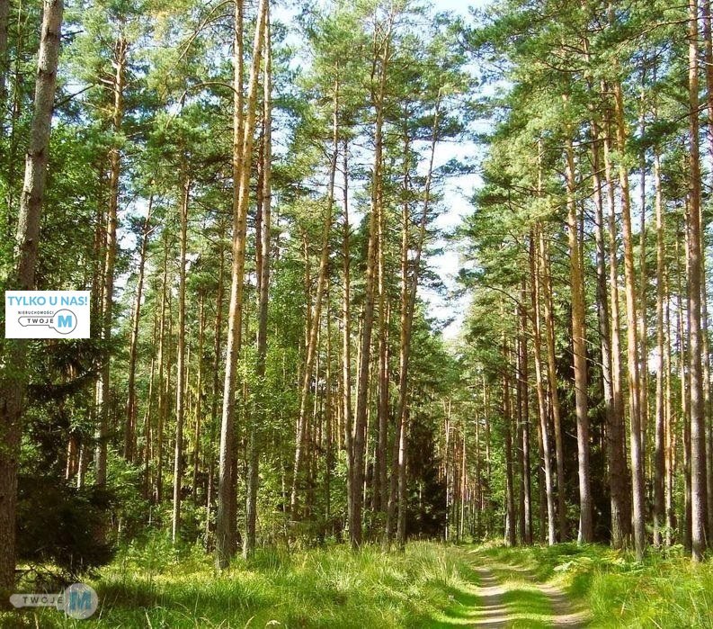 Las sosnowo-dębowy 43,1 ha w Sędziejowicach - polecam: Chmielnik Sędziejowice Sędziejowice