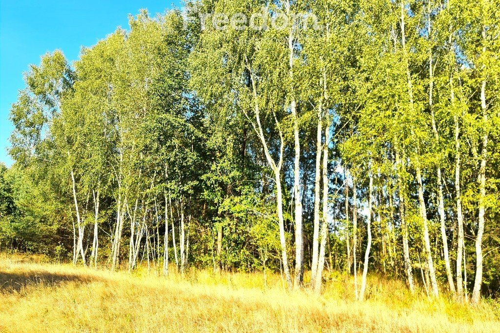 Działka rolna na sprzedaż Kolonia Paplin  13 300m2 Foto 3