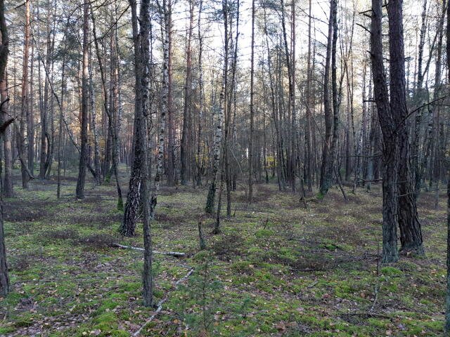 Działka leśna na sprzedaż Kąty  4 100m2 Foto 4