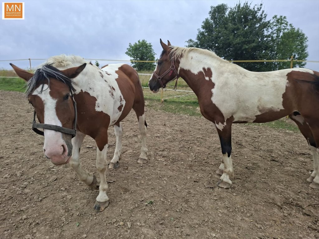 Działka rekreacyjna na sprzedaż Racławice, Pod Skałą  12 848m2 Foto 1