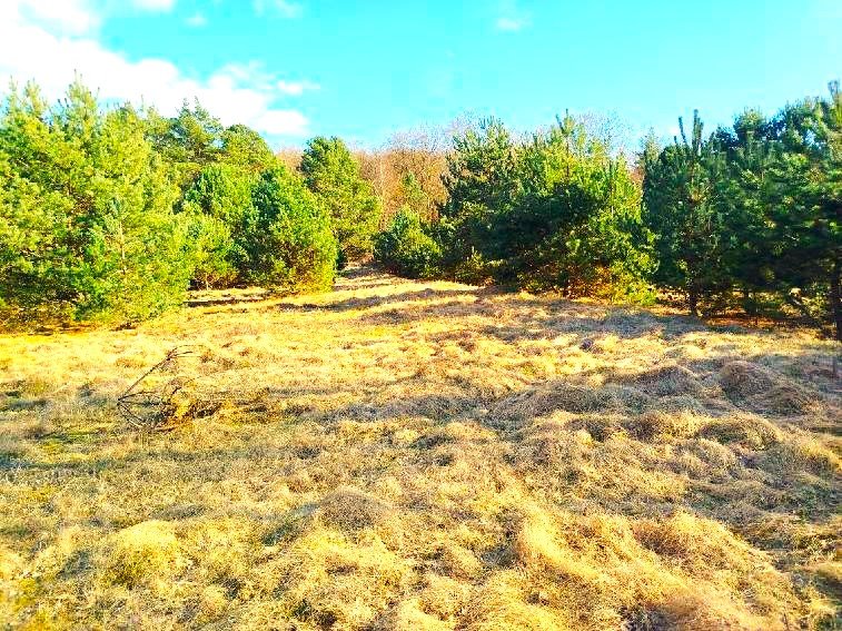 Działka 1510 m² z lasem i mediami, idealna pod dom - polecam! Łośno  1 510m2 Foto 1