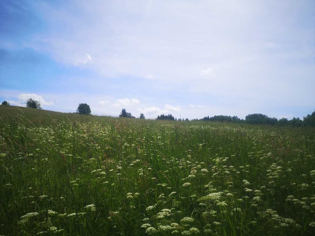 Działka gospodarstwo rolne na sprzedaż Pisary, Pisary  9 900m2 Foto 9