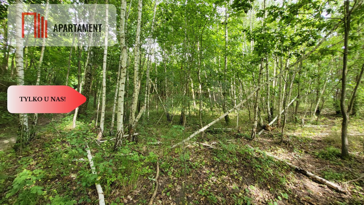Duża działka 2118 m² z lasem i warunkami zabudowy polecam Wyrzysk Skarbowy  2 118m2 Foto 1